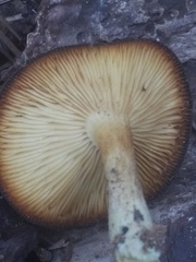 Tricholomopsis formosa