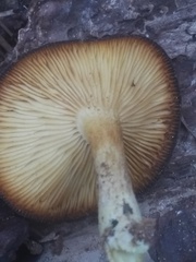 Tricholomopsis formosa