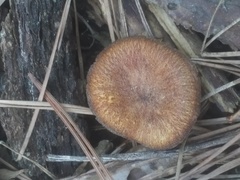 Tricholomopsis formosa
