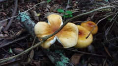 Limacella