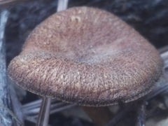 Tricholomopsis formosa