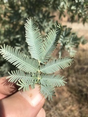 Acacia baileyana