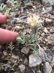 Chaenactis macrantha