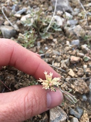 Chaenactis macrantha