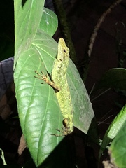 Anolis aequatorialis