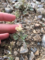 Chaenactis macrantha