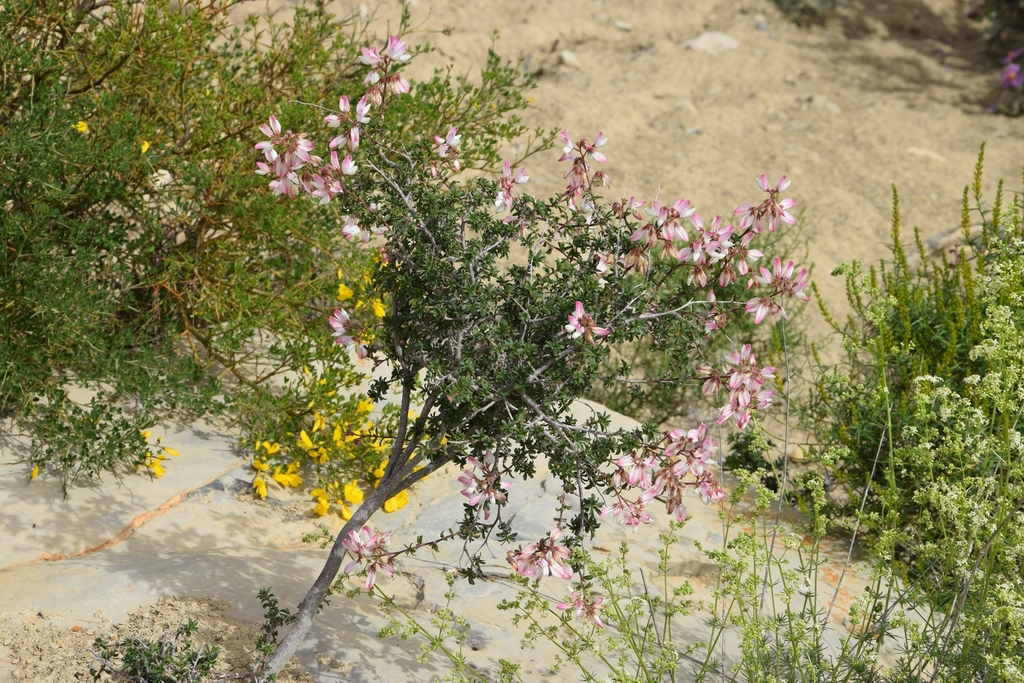 Shrubby restharrow (Ononis fruticosa)