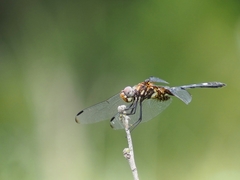 Dythemis