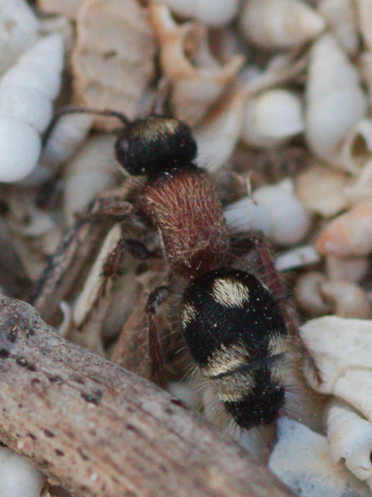 Smicromyrme partita (Hormigas Aterciopeladas de la Peninsula Ibérica ...