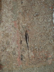 Meinertellidae