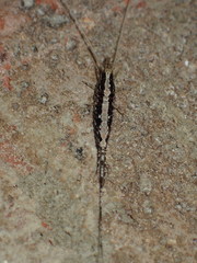 Meinertellidae