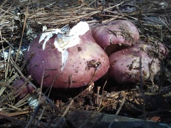 Russula sericeonitens