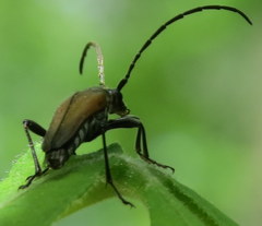 Lepturini