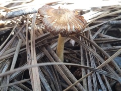 Inocybe splendens