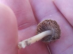 Inocybe splendens