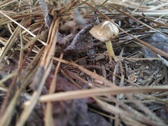 Inocybe splendens