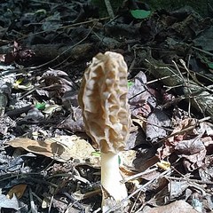 Morchella sceptriformis