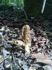 Morchella sceptriformis