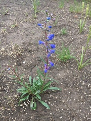 Penstemon humilis