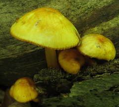 Mycena leaiana