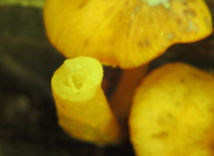 Mycena leaiana