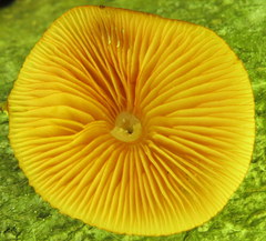 Mycena leaiana