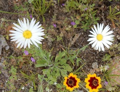 Aphanostephus skirrhobasis