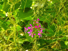 Epidendrum flexuosum
