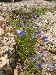Campanula reverchonii