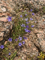 Campanula reverchonii