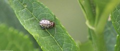 Oedionychina