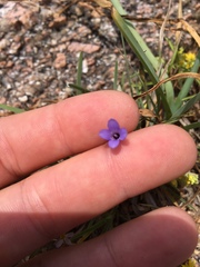 Campanula reverchonii