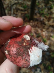 Russula cessans