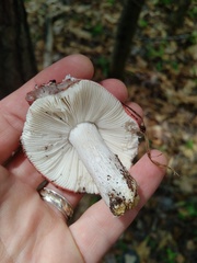 Russula cessans