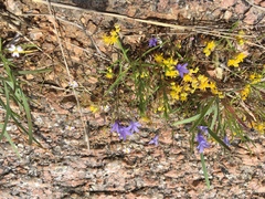 Campanula reverchonii