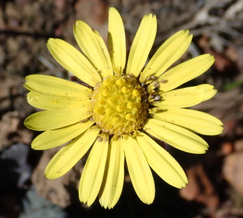 Othonna oleracea