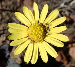 Othonna oleracea