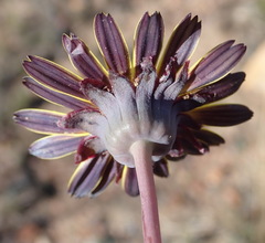 Othonna oleracea