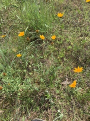 Coreopsis pubescens