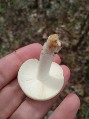 Russula subalbidula