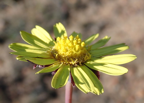 Image of Othonna oleracea by (c) Nicola van Berkel, some rights reserved (CC BY-SA)