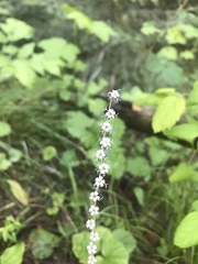 Ozomelis stauropetala