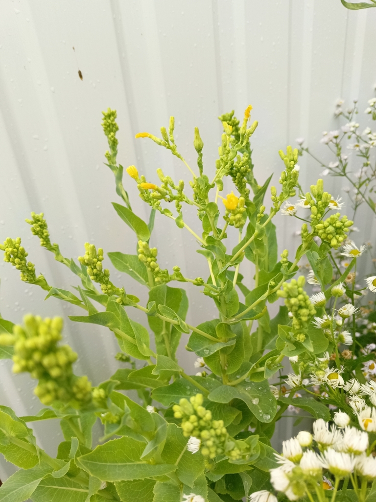 Lactuca sativa, Зеленоградск, Калининградская обл., Россия