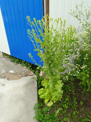 Lactuca sativa