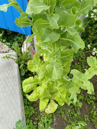 Lactuca sativa