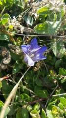 Gentiana affinis ovata