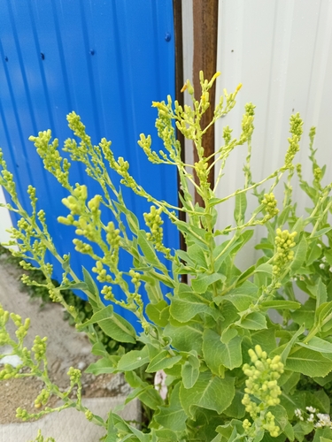Lactuca sativa