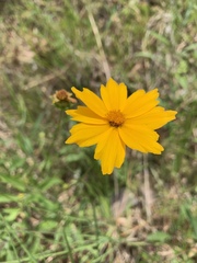 Coreopsis pubescens