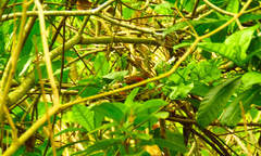 Synallaxis erythrothorax