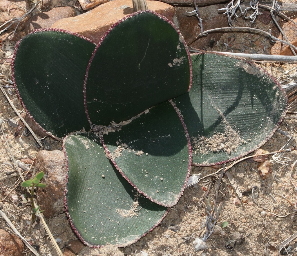 Swartland Candelabra from Cape Winelands, South Africa on May 17, 2019